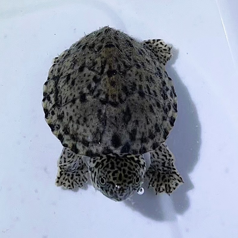 极品剃刀龟苗活体深水龟