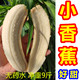 小香蕉 新鲜香蕉 香蕉小香焦甜 超甜芝麻蕉 非粉蕉皇帝蕉净重9斤