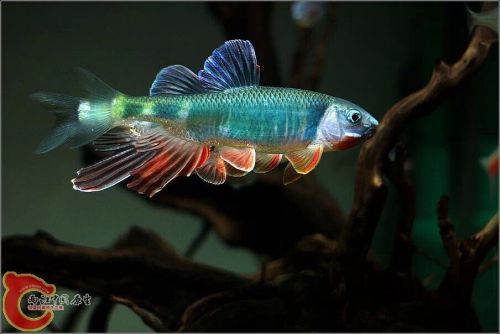 宽鳍鱲_桃花鱼_双尾鱼_红车公鱼_红翅子鱼_白糯鱼_红挂边鱼_红翅膀鱼