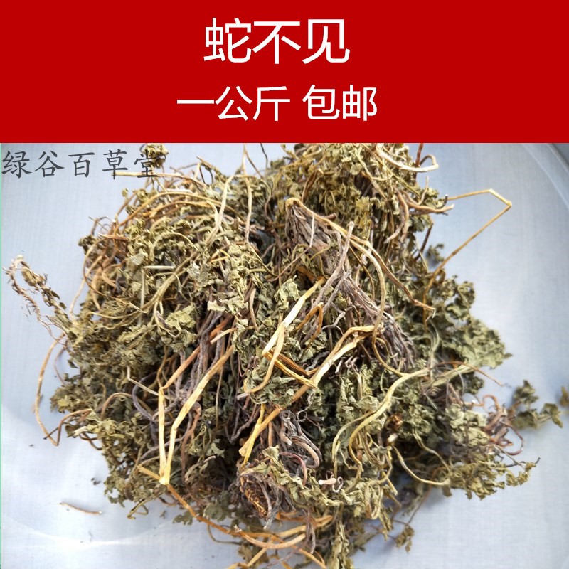 蛇不见草药有什么功效图片