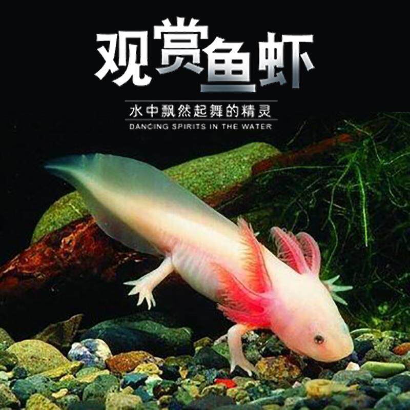 六角恐龙鱼淡水冷水鱼观赏鱼锦鲤好养易活活体鱼鱼苗金鱼宠物鱼