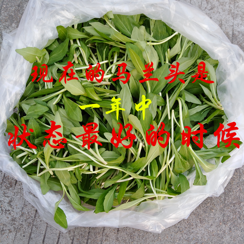 现采马兰头新鲜菜2斤露天现挖有机农村野菜无污染上海菜可药用|msdalam kategori daging perikanan/Buah-buahan segar dan sayur-sayuran/dimasak, sayur-sayuran segar/Vegetable Products, Jingcai - dari Buy2taobao.com untuk memberikan perkhidmatan ejen Taobao profesional membeli