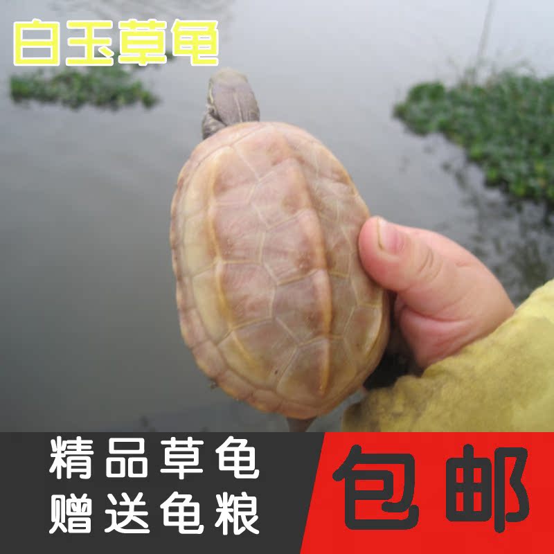 白玉龟活物长寿中华龟黄化白化镇宅龟金线龟宠物龟水龟变异乌龟在类目 宠物/宠物食品及用品, 水族世界, 龟/鳖中 - 来自Buy2taobao.com提供专业的淘宝代购服务