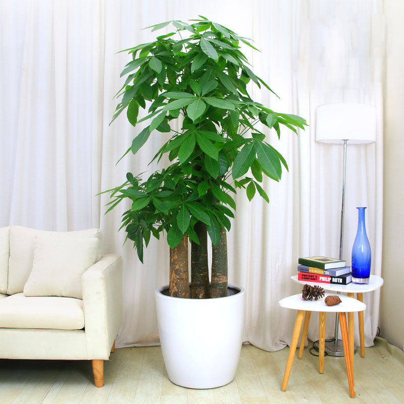 步步高三杆发财树盆栽开业大型绿植客厅室内植物乔迁厦门同城配送