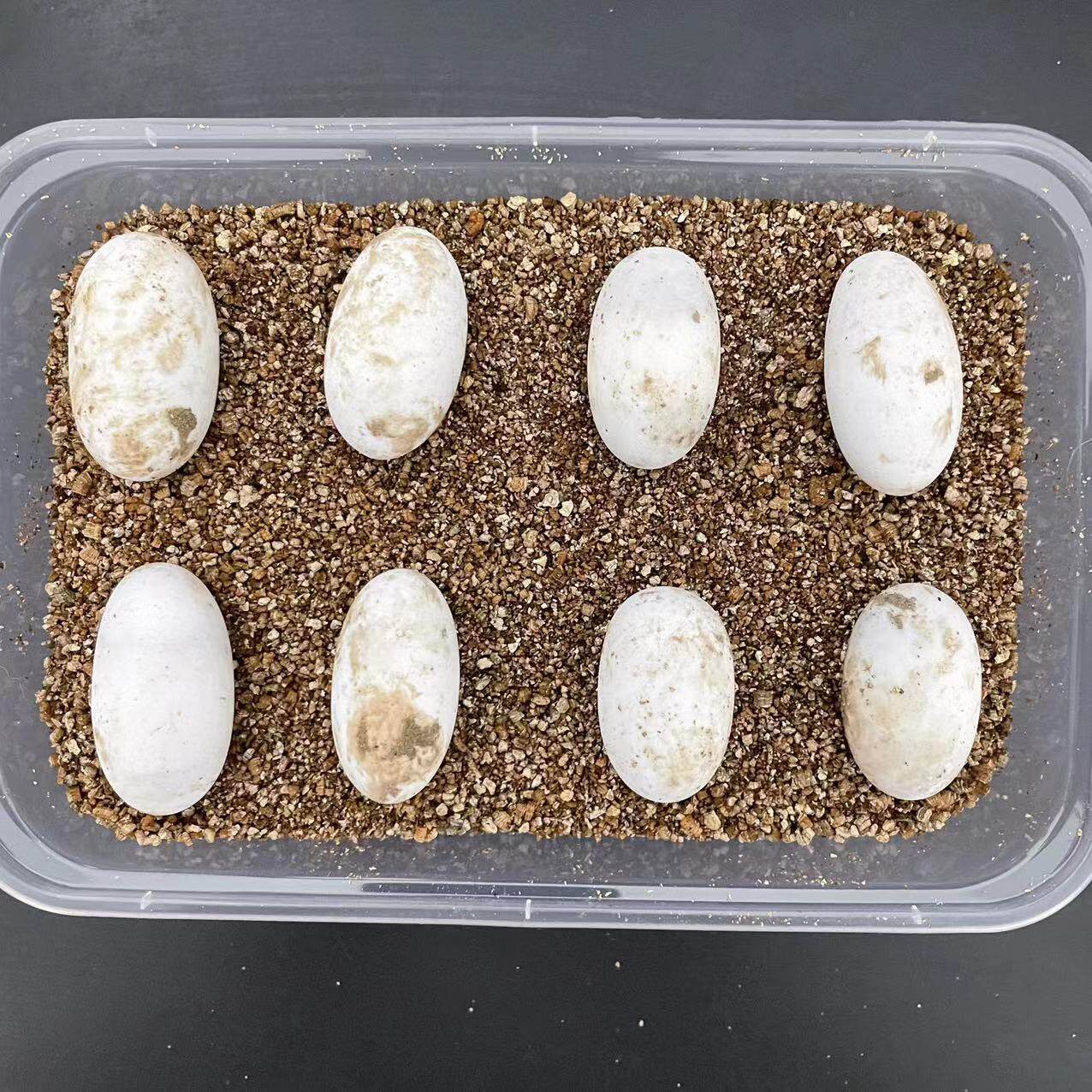 乌龟蛋可孵化受精蛋北美小鳄龟可孵化受精蛋中华草龟墨龟可孵化蛋