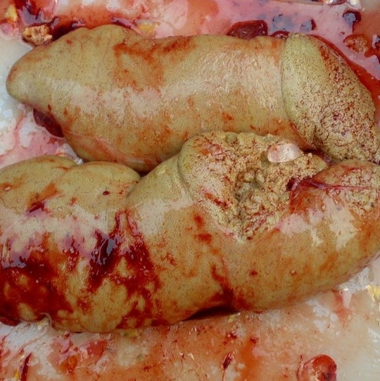 新鲜鲤鱼籽山东微山湖水产冰鲜速冻淡水野鱼子真空装鱼杂生鲜鱼卵