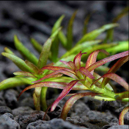 水草老顾红头趴趴熊水草水中中叶自家繁殖包装费水草