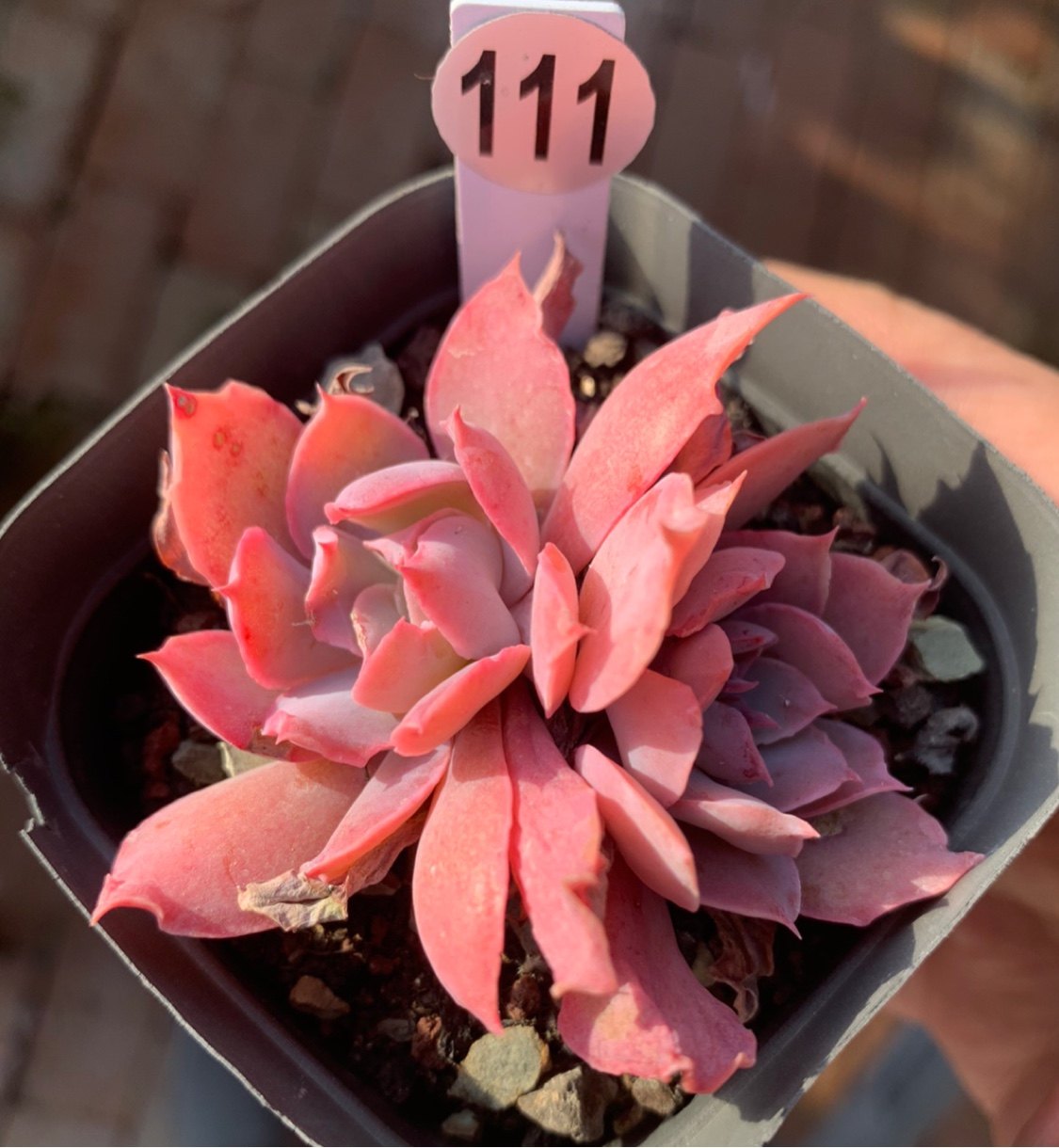 一物一拍精品控养多肉群生pinky整群无砍魔笛退化粉红天使女郎