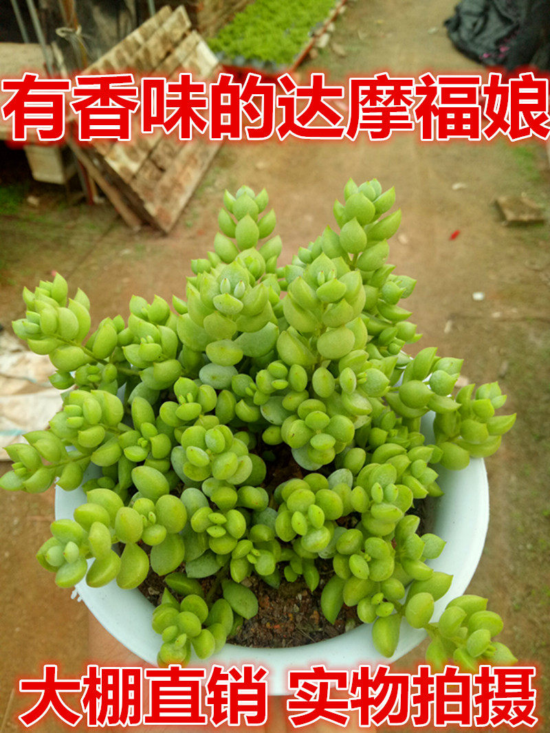 妍帆园艺 达摩福娘 达摩福娘多肉植物爆盆 有香味的达摩福娘肉肉