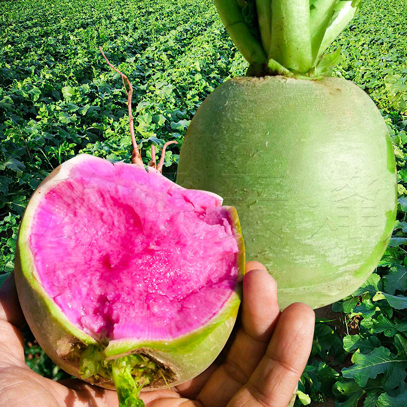 北京满堂红萝卜大额优惠券