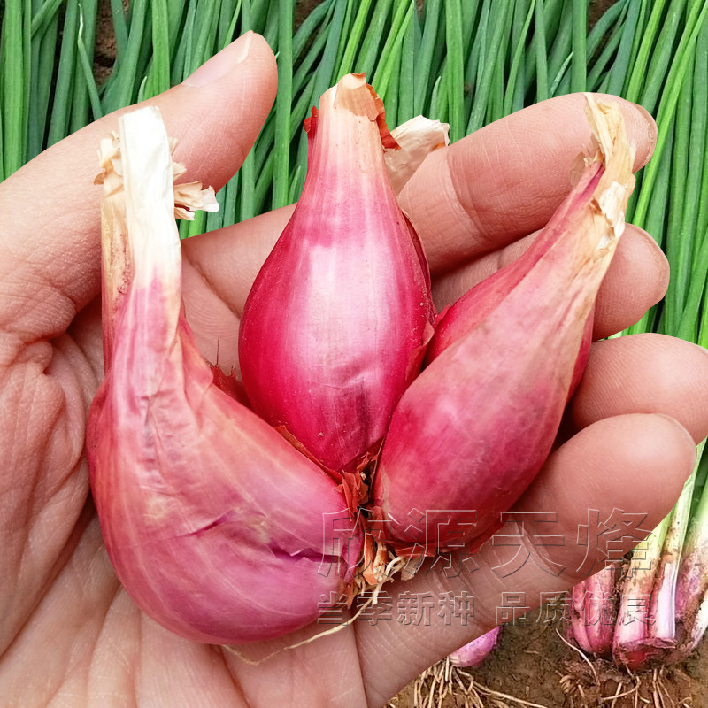 火葱头种子四季小香葱种头红黄火葱种苗干葱头籽阳台盆栽蔬菜种孑