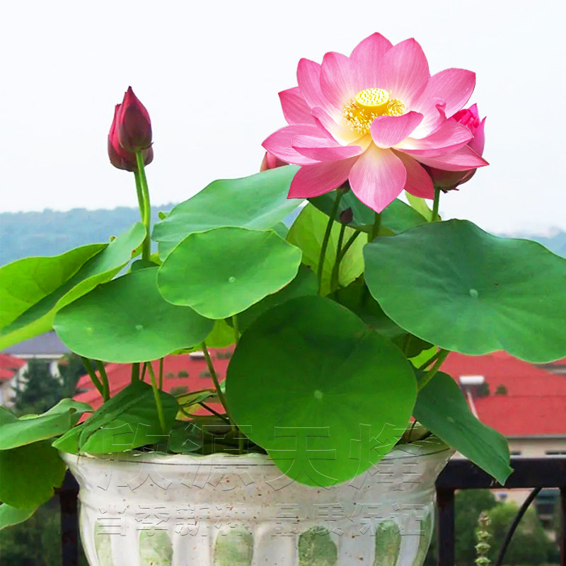 碗莲种子小荷花