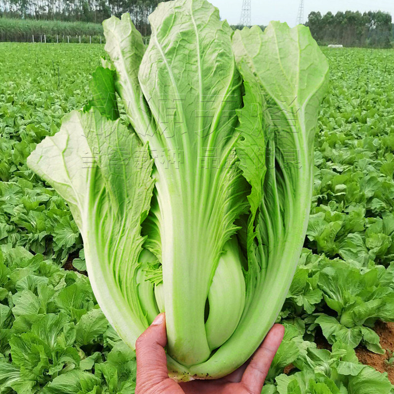 广东芥菜种籽四季播大肉包心芥兰春秋种蔬菜种孑子水东芥客家特大