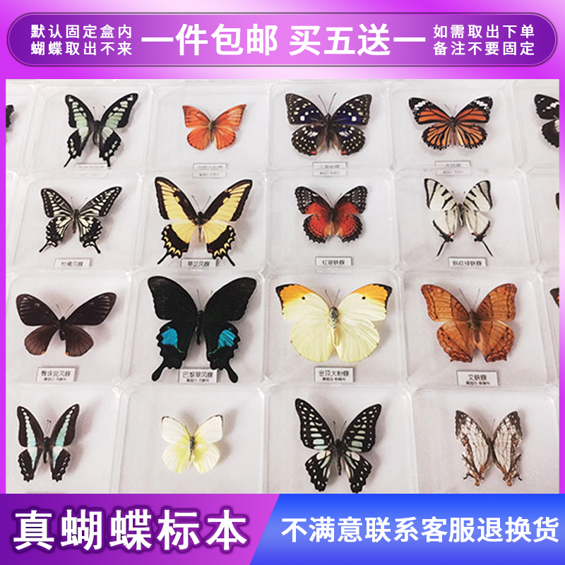 蝴蝶标本摆件手工昆虫标本装饰品学生创意生日礼物展翅真蝴蝶标本