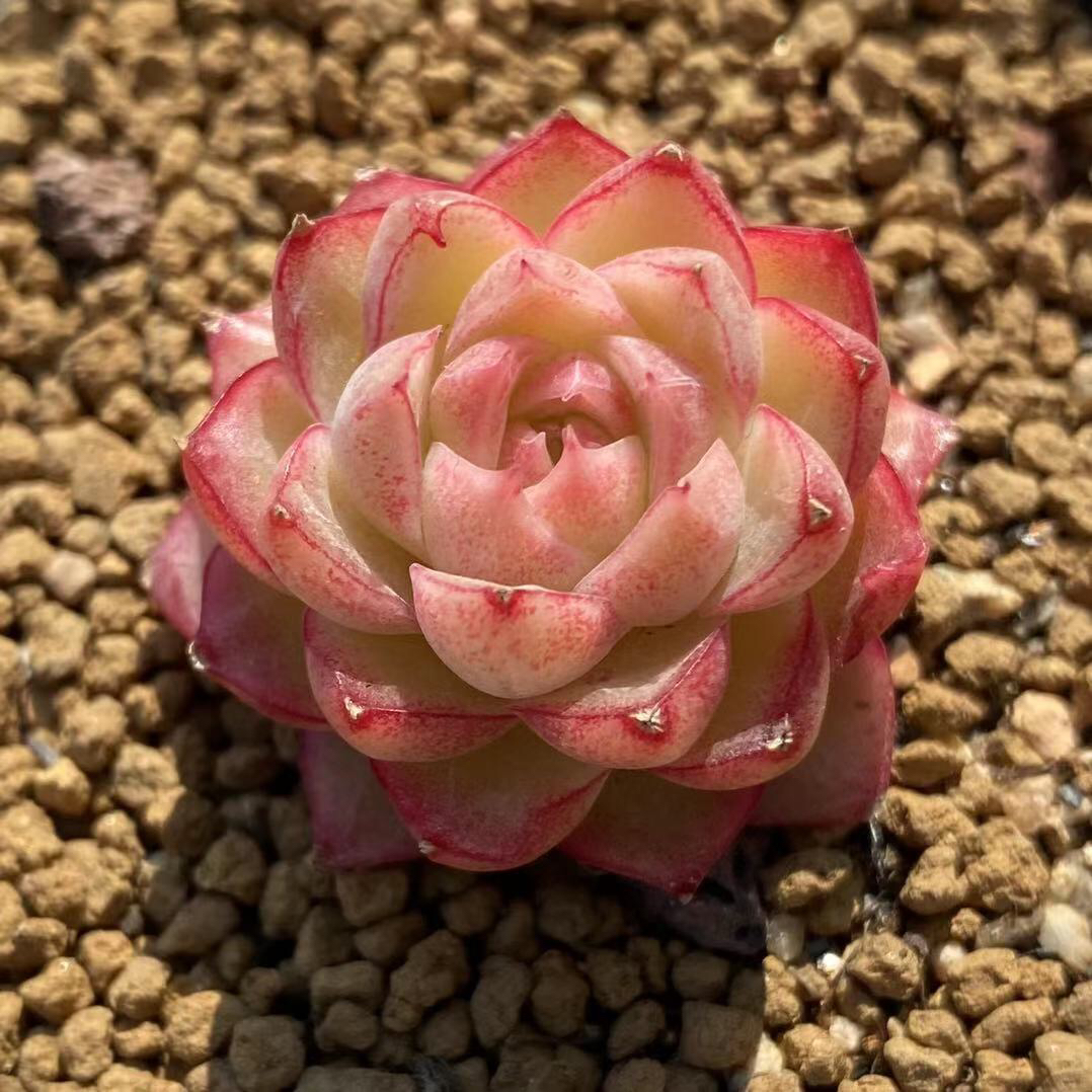 无肉不欢 一物一拍 初代女王 红女王 女王玫瑰 多肉植物 01.27-9