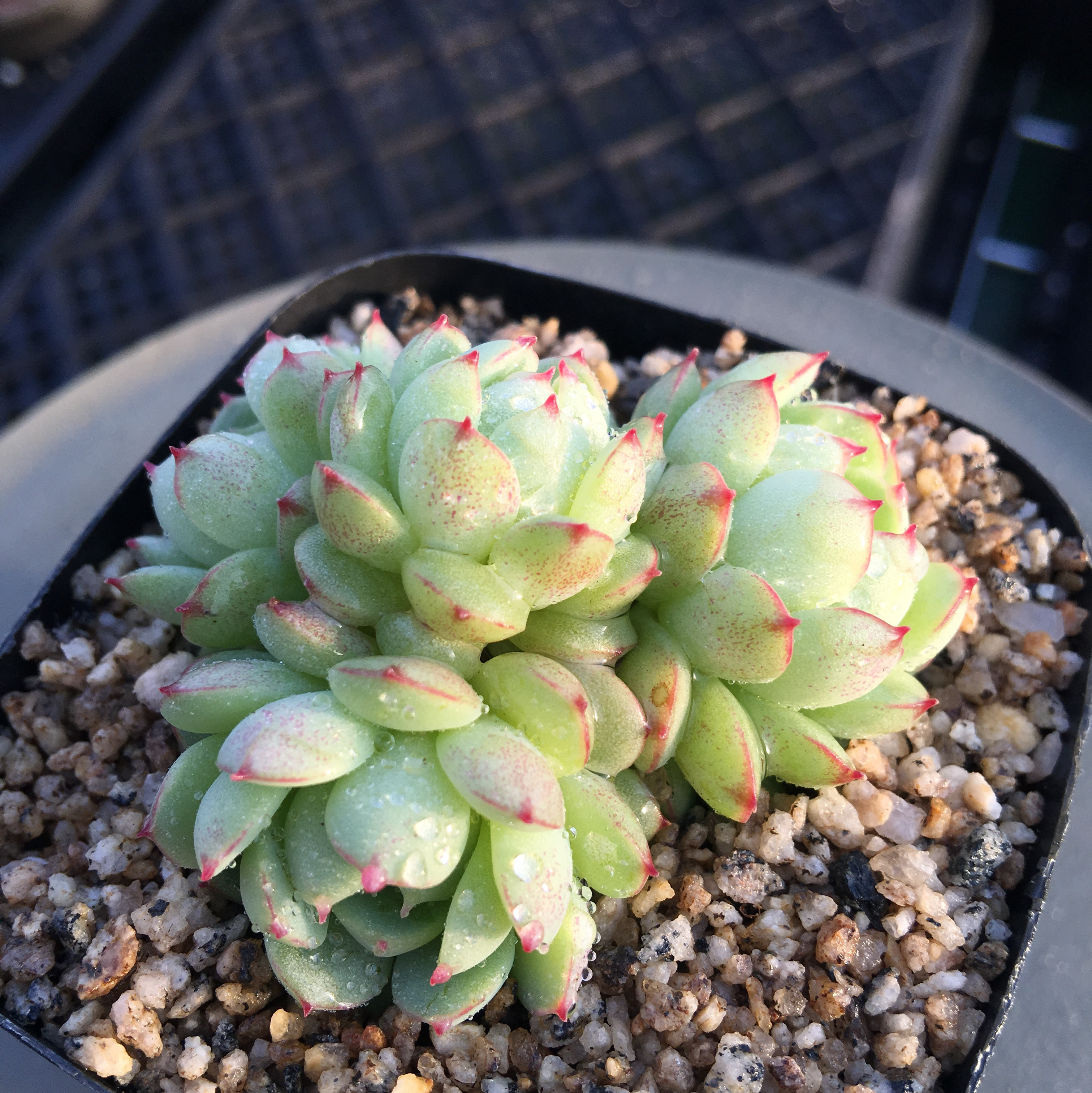 无肉不欢一物一拍 小红丁群生 小红衣plus优选园艺种多肉 04.24-5