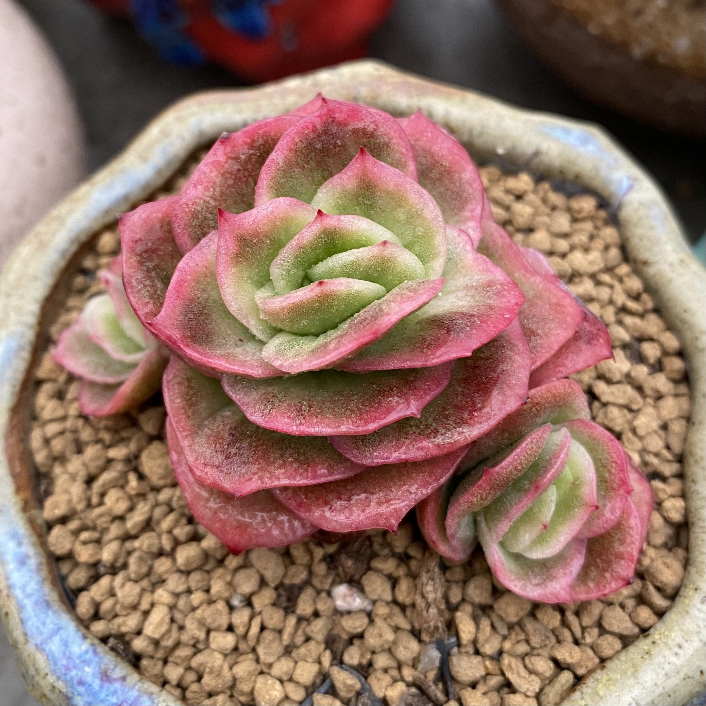 无肉不欢 多肉植物 一物一拍 韩国 冰玫瑰 小群 自然群 04.26-2