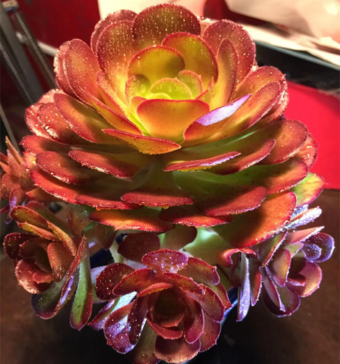 进口荷兰圆叶玫瑰法师老桩捧花多头老桩红色圆叶法师多肉植物实拍