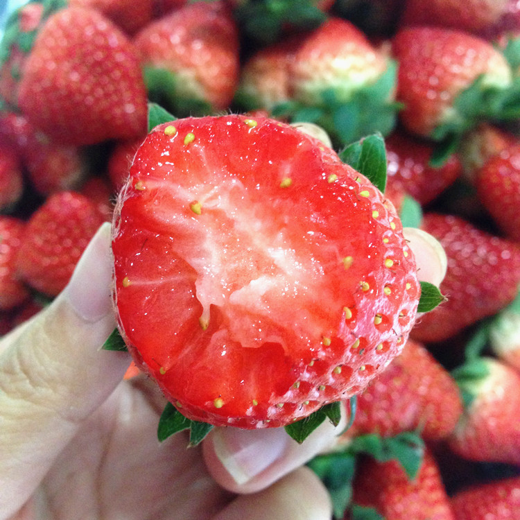 2021红颜奶油草莓上市口感已经甜了闭眼入套网套装1斤