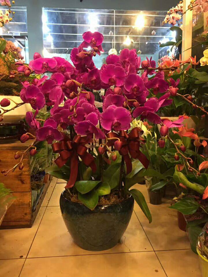 盆栽高端商务送礼送客花卉蝴蝶蝴蝶兰兰大10株时令草本花卉