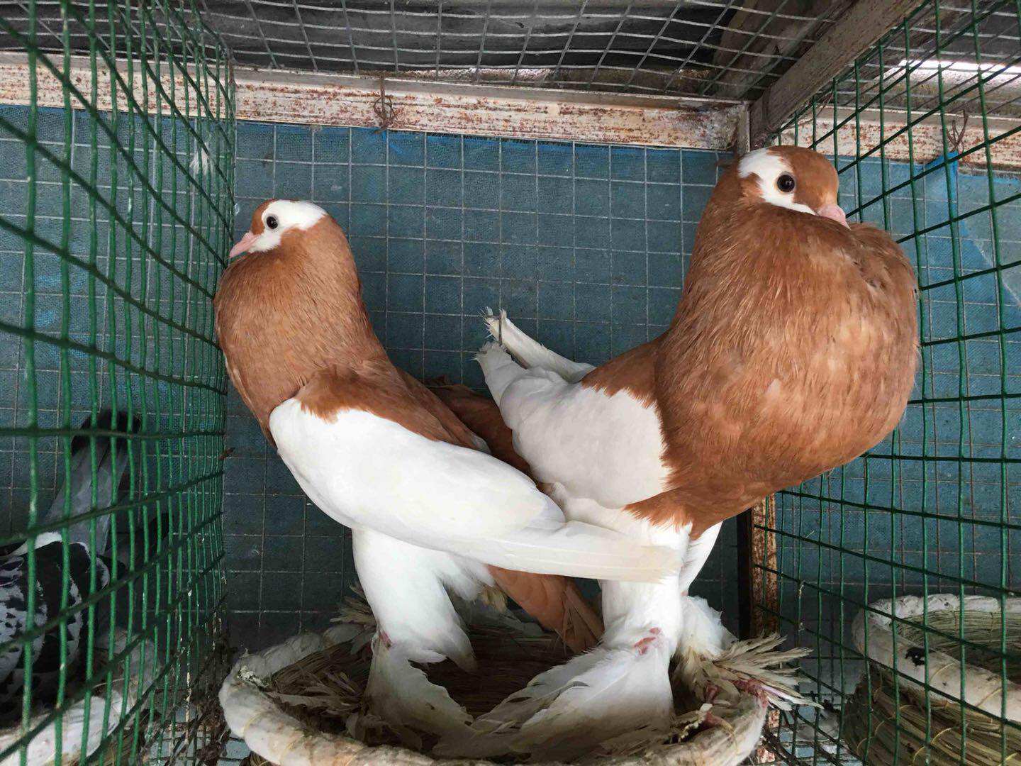 黄色眼睛球,球胸,胸球,外系鸽子,观赏鸽,鸽子,,萧城鸽业