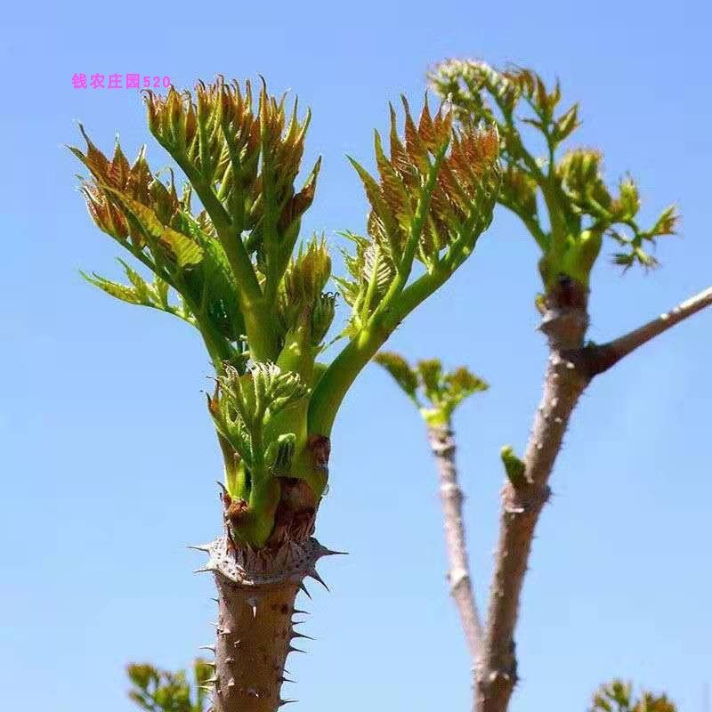 2022刺嫩芽贵州省特产新鲜山野菜包邮野生刺老芽下饭菜炒菜刺老包