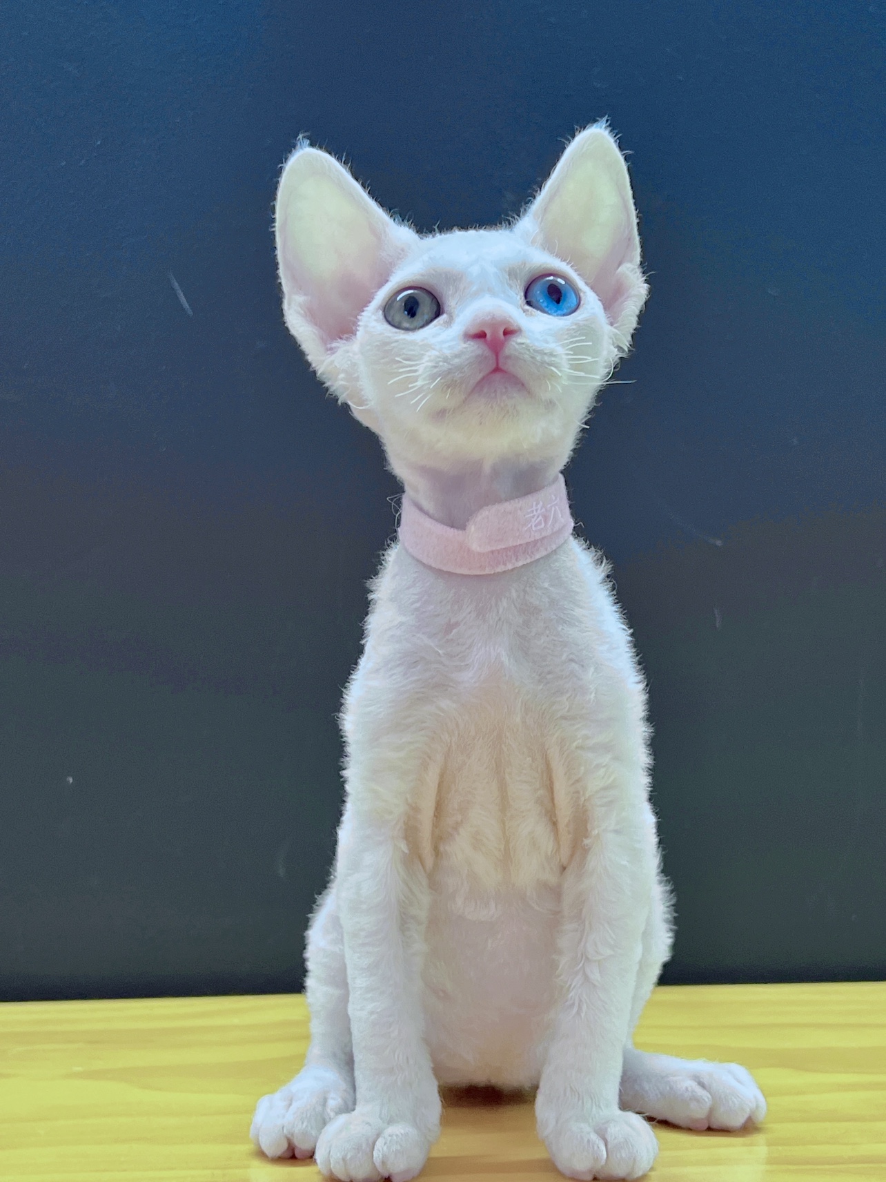 德文卷毛猫异瞳妹妹 稀有鸳鸯眼 纯种双血统 不掉毛