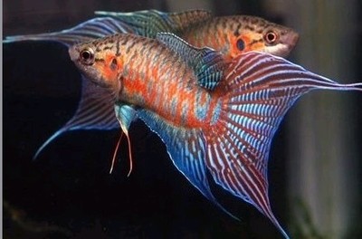 私人定制,订单异常专拍,或者特殊订购;6|msdalam kategori haiwan peliharaan/makanan haiwan dan bekalan, Aquarium World, ikan - dari Buy2taobao.com untuk memberikan perkhidmatan ejen Taobao profesional membeli