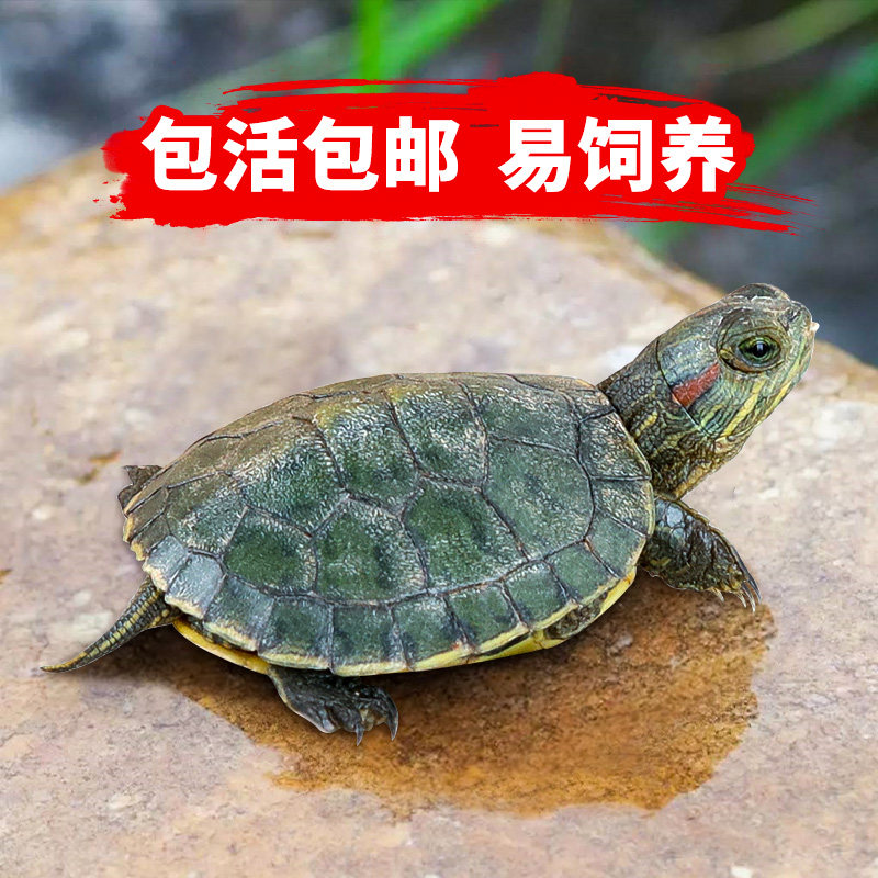 巴西龟活物乌龟活体小宠物龟中华草龟苗网红彩龟龟粮乌龟缸小乌龟