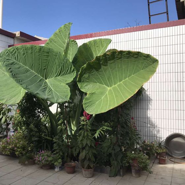 莽哥家  大野芋象耳芋巨型白芋种苗促销室内盆栽绿植大型观叶植物