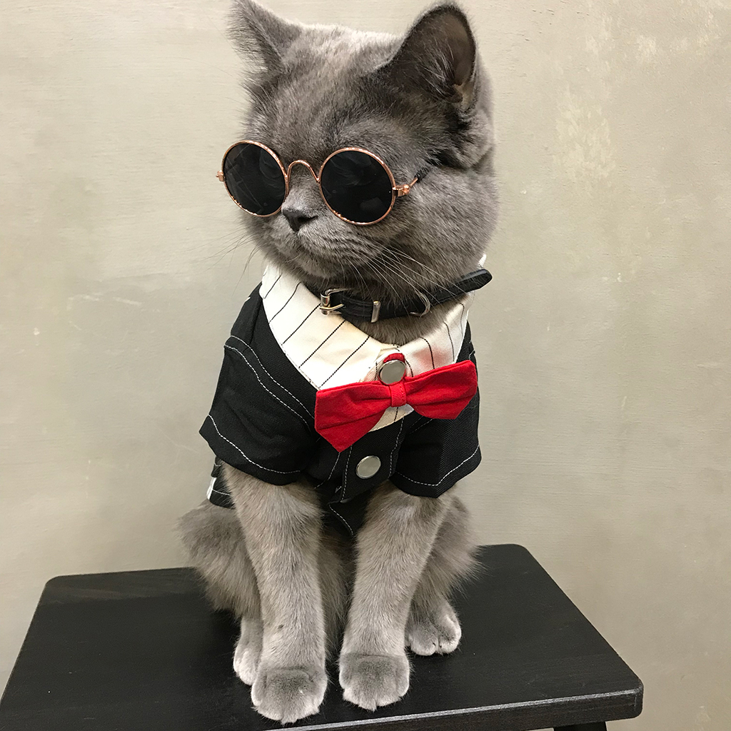 猫咪衣服冬季布偶猫小猫宠物礼服防掉毛蓝猫公猫冬装保暖结婚西装