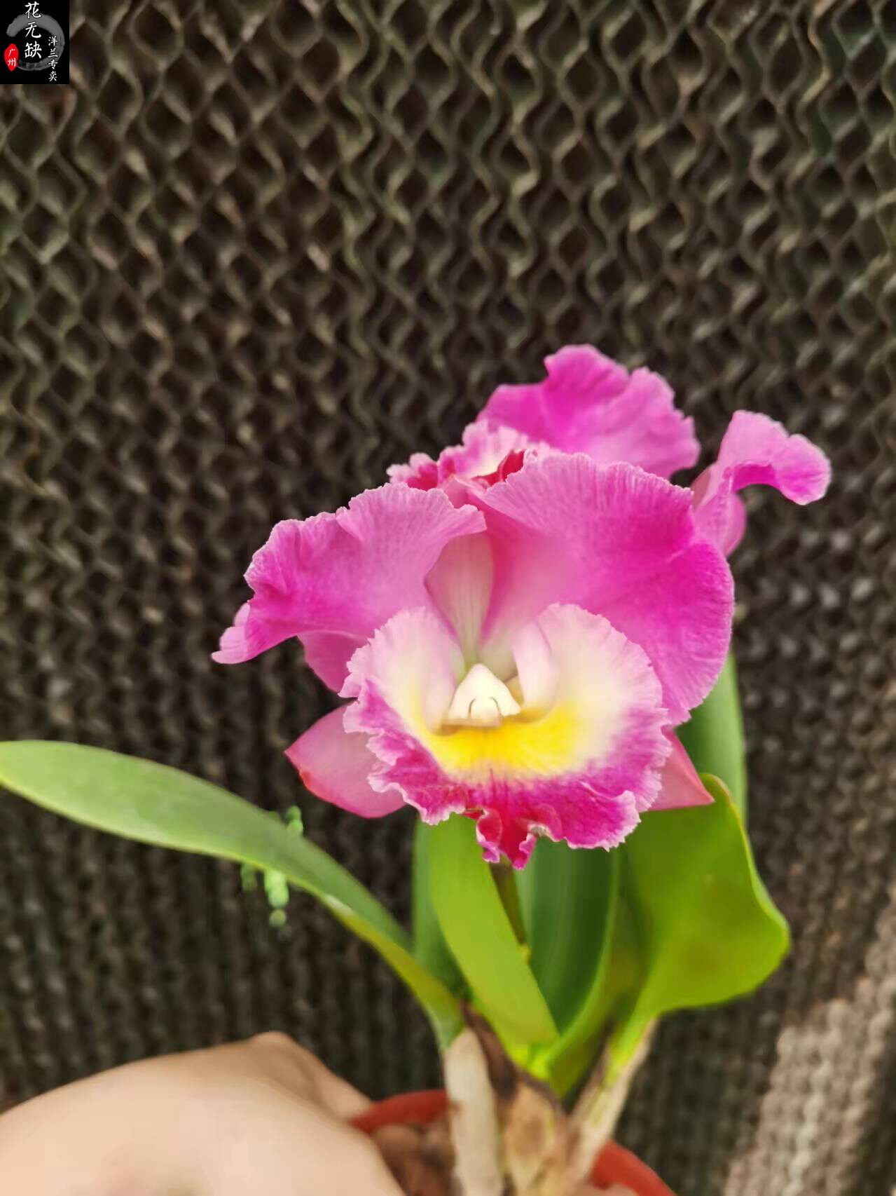 兰花-洋兰--粉红佳人红唇多花卡特兰  芳香 易养易开花  无花