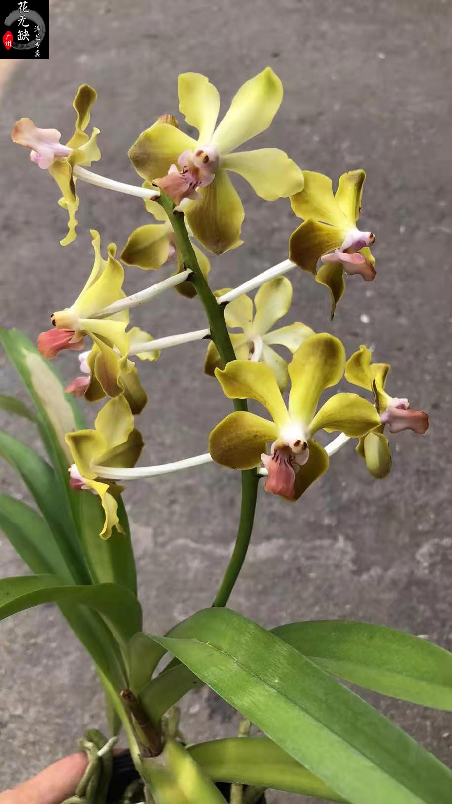 兰花-洋兰-香花万代兰 黄金小万代兰 芳香 无花