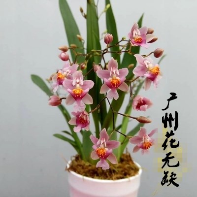 洋兰-粉红色梦香文心兰-浓郁芳香罗曼香小格格对版 无花 2盆