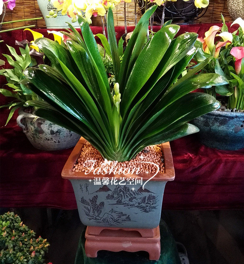 花卉精品君子兰盆栽开业乔迁新居年宵送礼植物大型绿植