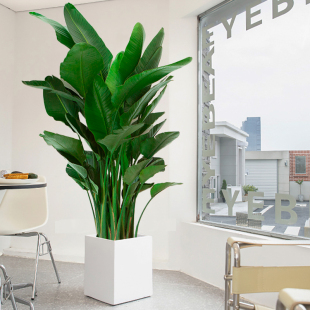 天堂鸟盆栽大型绿植鹤望兰室内客厅净化空气办公室网红北欧风植物