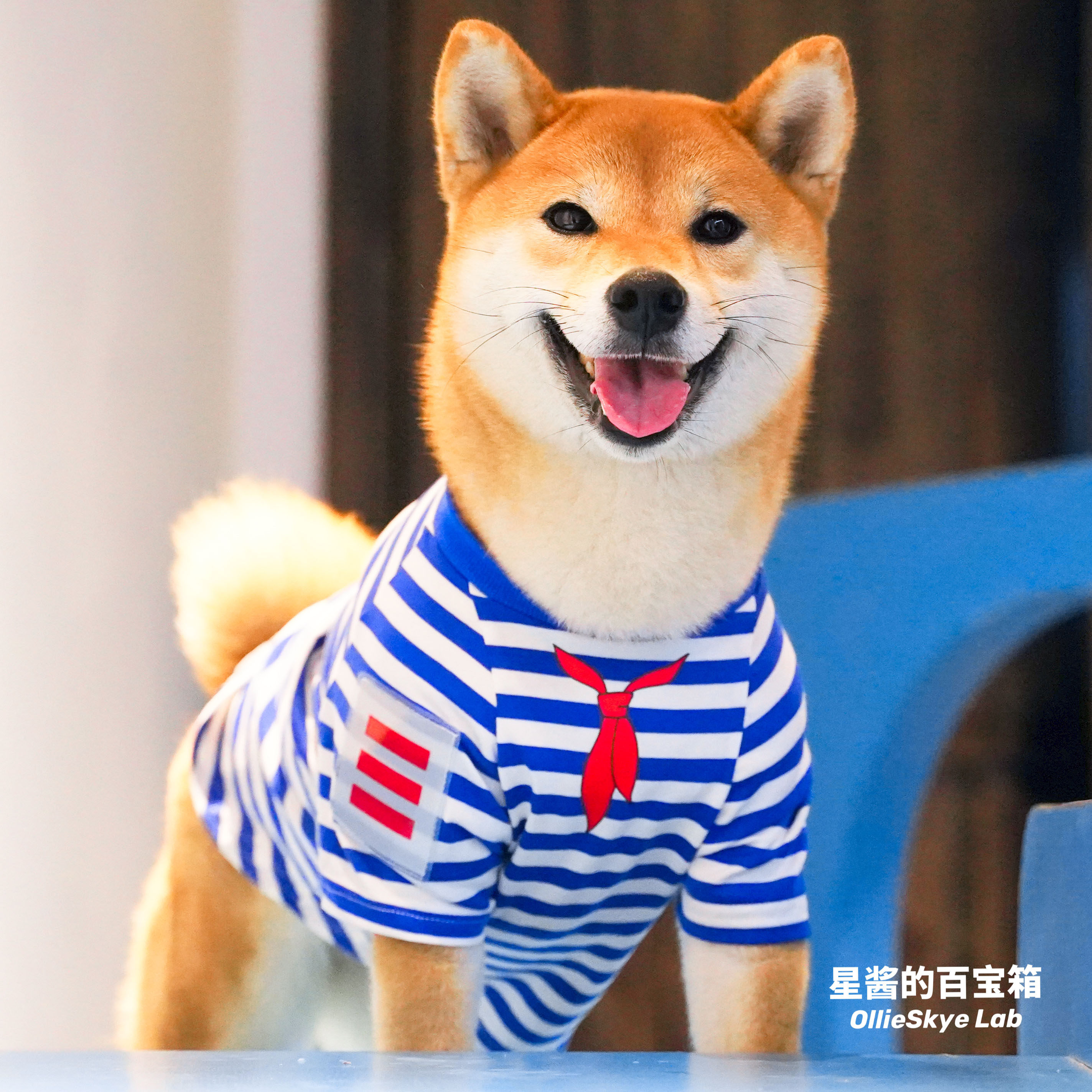 柴犬衣服网红