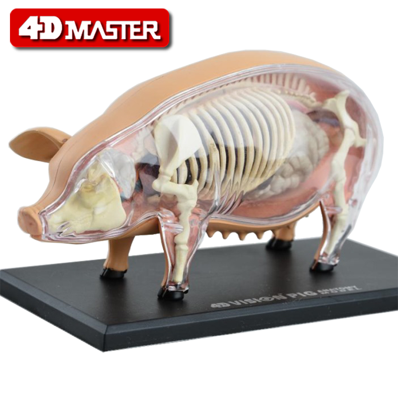 4d master猪标本解剖模型静
