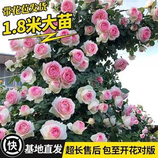 【1米6大苗】蔷薇花苗藤本月季特大花爬藤植物四季开花卉盆栽玫瑰