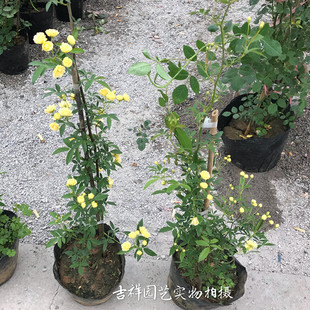 庭院阳台攀援爬藤植物木香大苗 重瓣白木香黄木香 好香