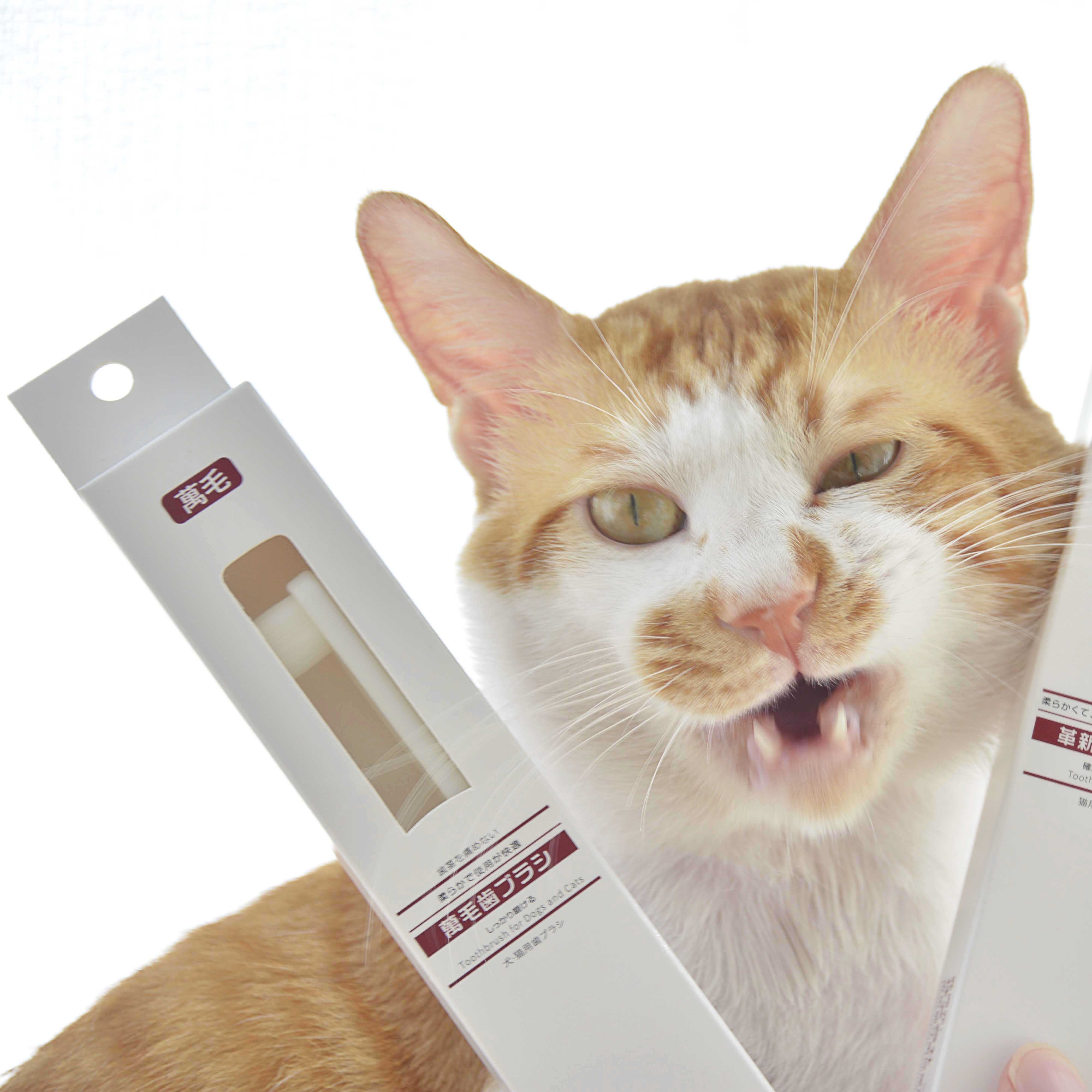 日本kojima宠物牙刷 猫狗牙齿护龈刷  口腔清洁除口臭