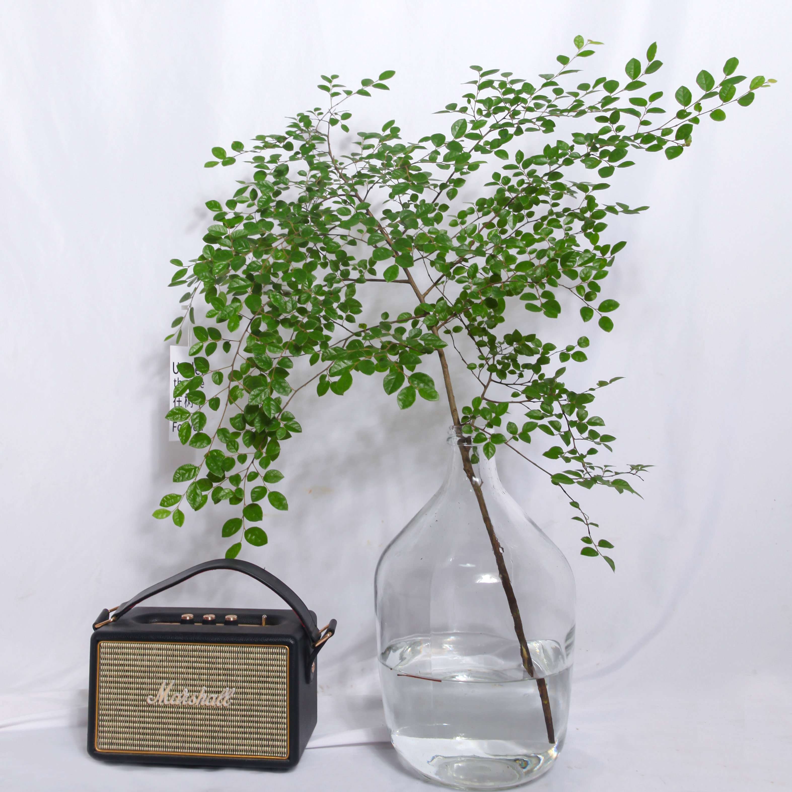 檵木枝鲜切绿植水养水培植物超长周期日本吊钟室内进化空气