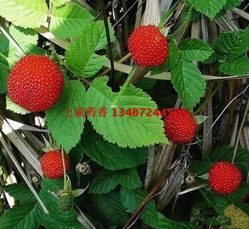 蓬蘽 种田红庭院窗阳台地盆栽耐寒南北方新奇易活甜小型 果树苗莓