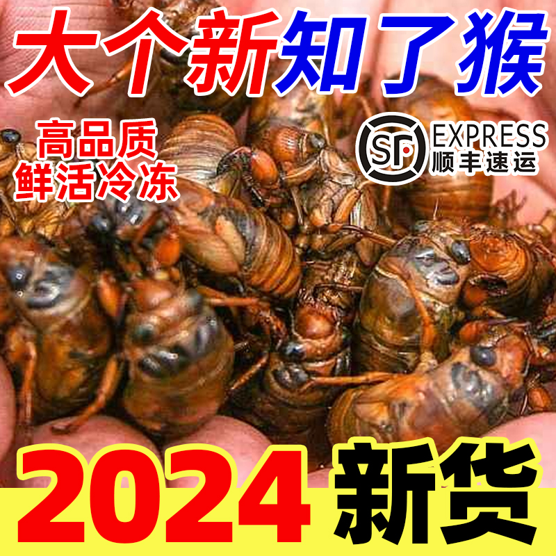 2024年新鲜河南金蝉知了猴爬叉活