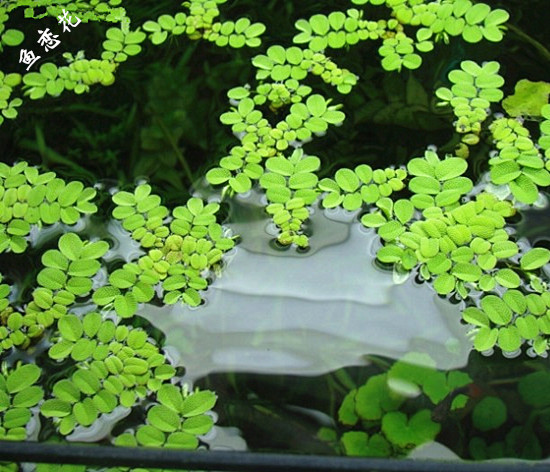 浮萍槐叶萍水草鱼缸水族设备造景一叶莲芝麻圆心水芙蓉龟背荇菜