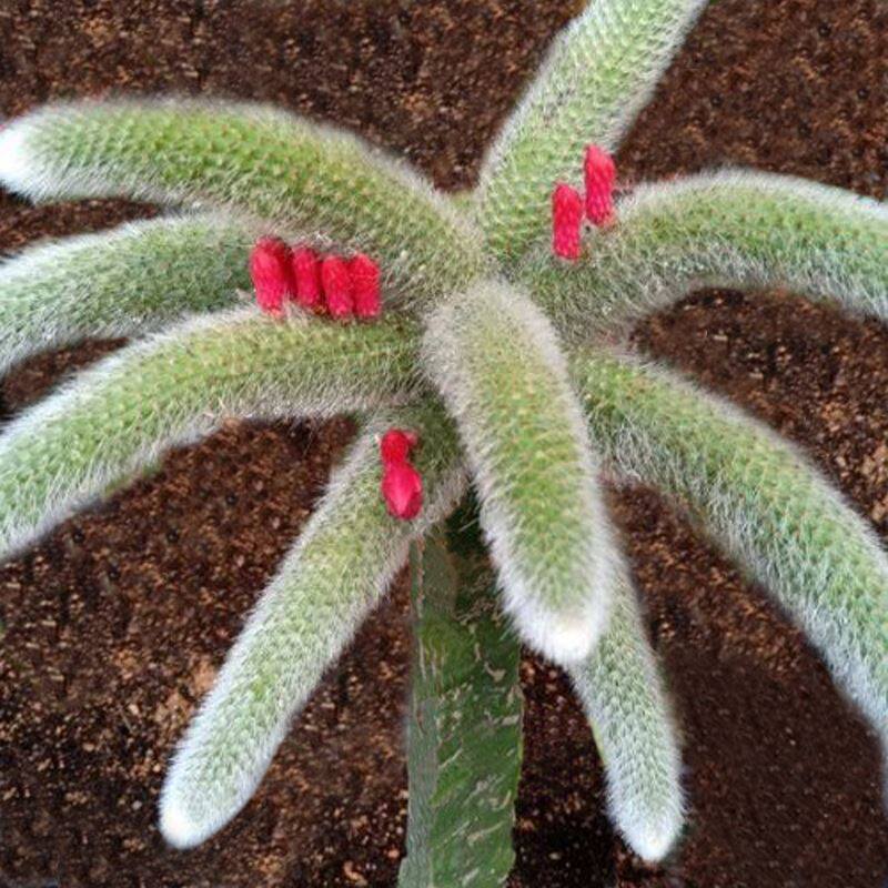 猴尾巴仙人掌长毛