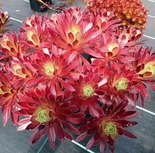 小轩家 法师类火凤凰老桩也叫红酒法师多肉植物 大棚直销保证品种