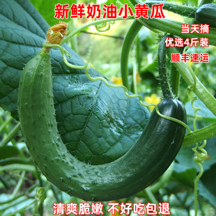 现摘奶油黄瓜新鲜生吃甜脆水黄瓜本地蔬菜水果零食农家旱地小