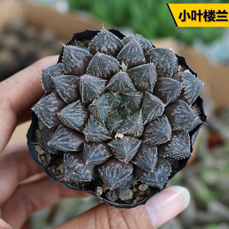 小叶楼兰玉露多肉植物 趣味玉露寿十二卷属易度夏好养活新手组合