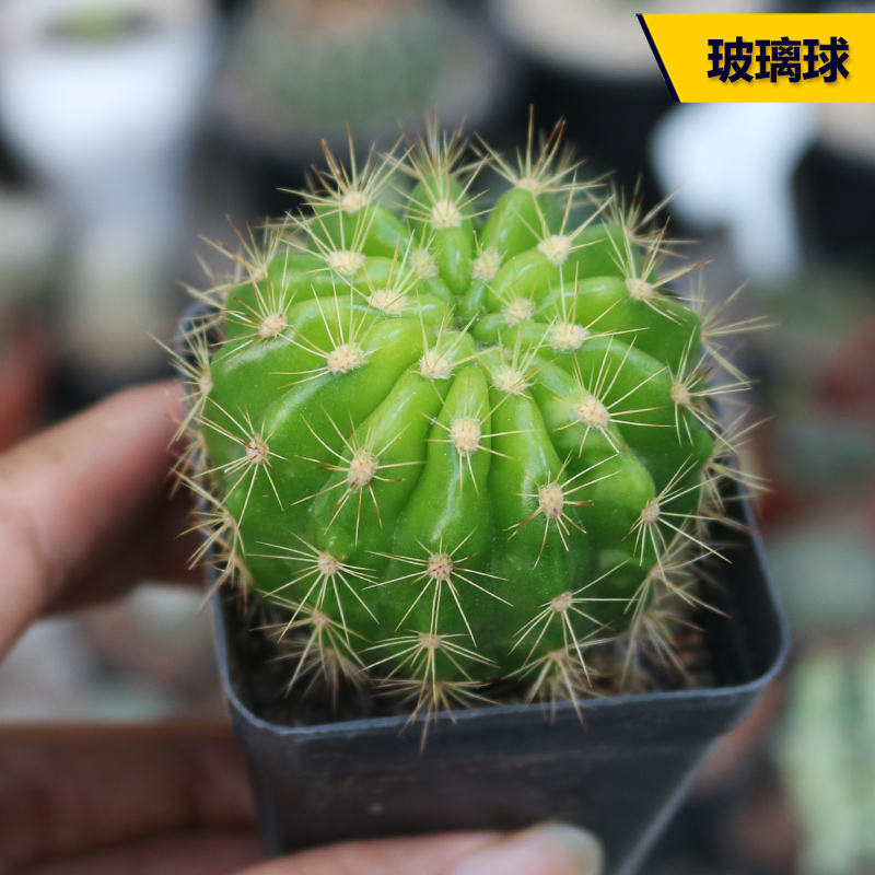 玻璃球仙人球金盛丸草球属仙人掌新手组合配盆好养活易度夏防辐射